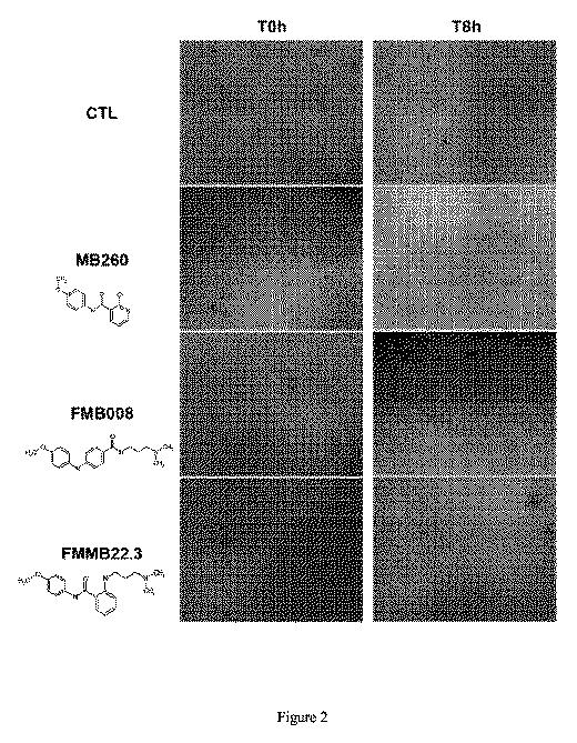 5784909-スプライシング異常からもたらされる疾患を処置する為のスライスする機構を阻害する化学分子 図000105