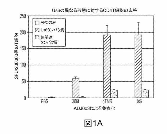 6199878-単純ヘルペスウイルス２型に対する核酸ワクチン：免疫応答を誘発する組成物及び方法 図000105