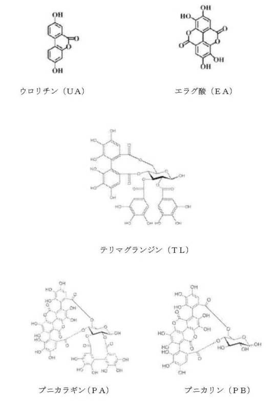 6422163-ウロリチンまたはその前駆体の投与によるオートファジーの増強または寿命の延長 図000105