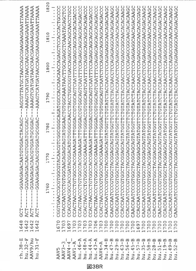 5797397-アデノ随伴ウイルス（ＡＡＶ）の同源系統群（クレイド）、配列、それらを含有するベクターおよびそれらの用途 図000106