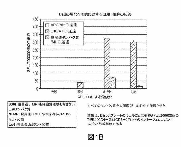 6199878-単純ヘルペスウイルス２型に対する核酸ワクチン：免疫応答を誘発する組成物及び方法 図000106