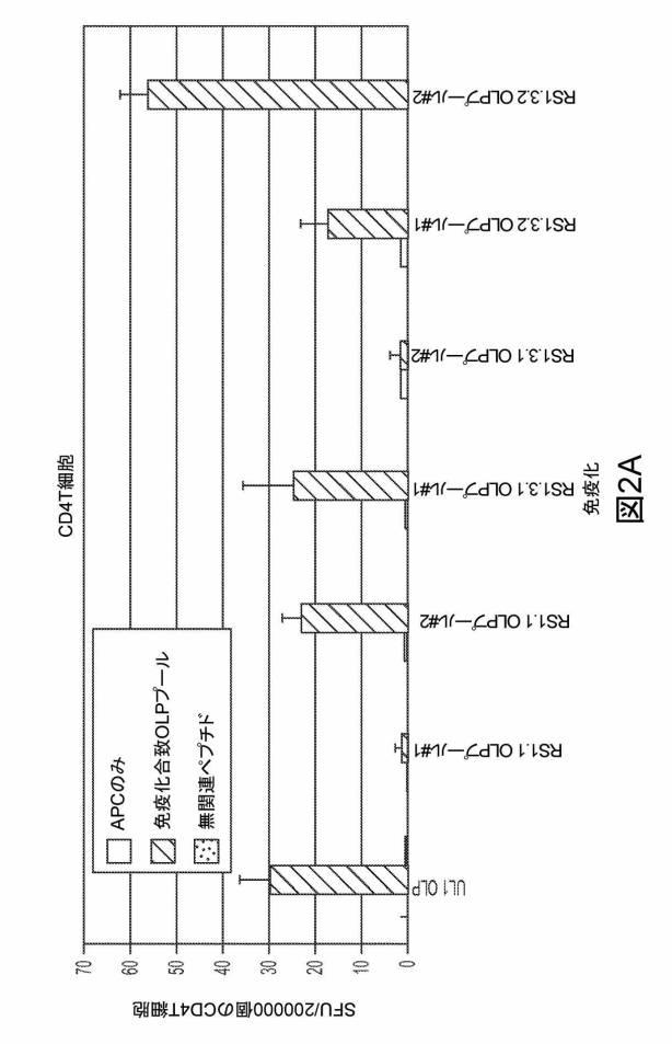 6199878-単純ヘルペスウイルス２型に対する核酸ワクチン：免疫応答を誘発する組成物及び方法 図000107