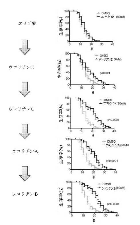 6422163-ウロリチンまたはその前駆体の投与によるオートファジーの増強または寿命の延長 図000107
