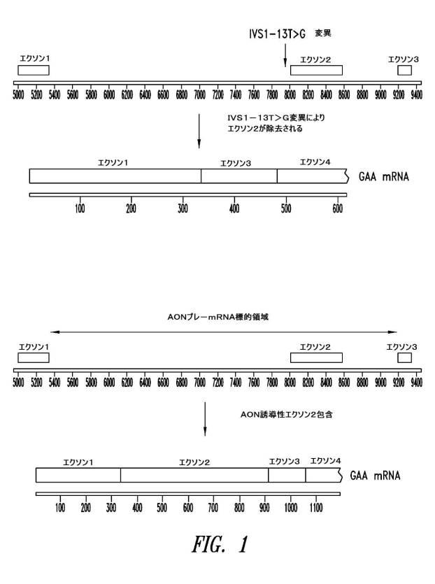 6618910-酸性α−グルコシダーゼにおけるアンチセンス誘導エクソン２包含 図000107