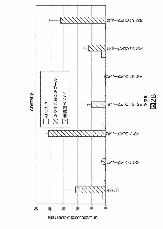 6199878-単純ヘルペスウイルス２型に対する核酸ワクチン：免疫応答を誘発する組成物及び方法 図000108