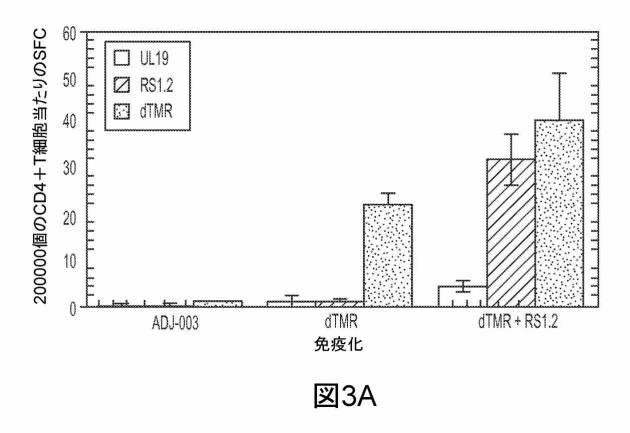 6199878-単純ヘルペスウイルス２型に対する核酸ワクチン：免疫応答を誘発する組成物及び方法 図000109