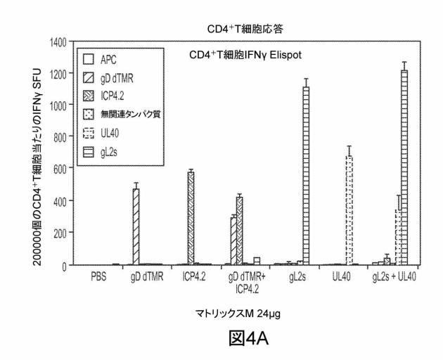 6199878-単純ヘルペスウイルス２型に対する核酸ワクチン：免疫応答を誘発する組成物及び方法 図000111