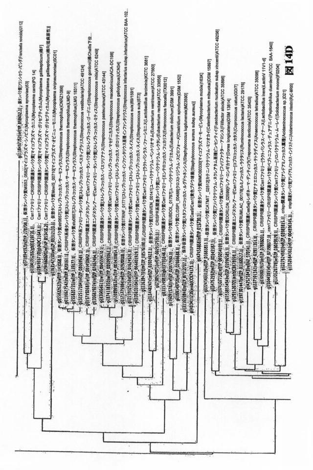 6203879-配列操作のための系、方法および最適化ガイド組成物のエンジニアリング 図000111