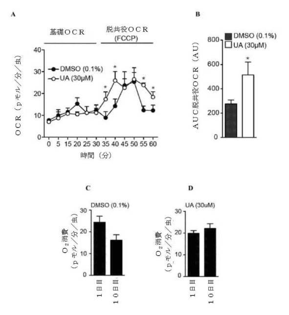 6422163-ウロリチンまたはその前駆体の投与によるオートファジーの増強または寿命の延長 図000111