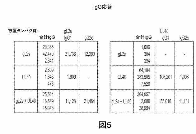 6199878-単純ヘルペスウイルス２型に対する核酸ワクチン：免疫応答を誘発する組成物及び方法 図000113