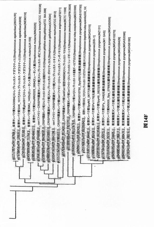 6203879-配列操作のための系、方法および最適化ガイド組成物のエンジニアリング 図000113