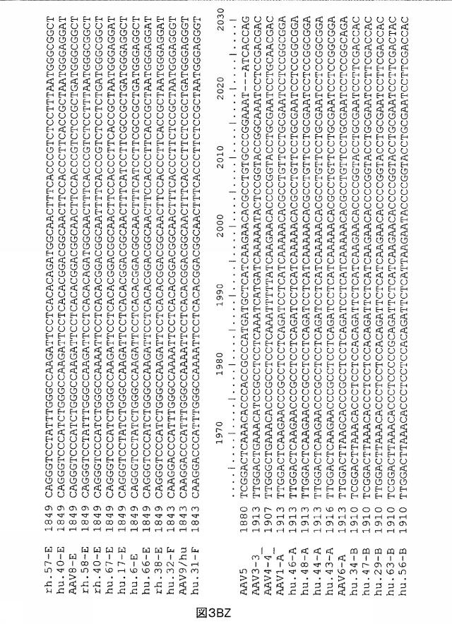 5797397-アデノ随伴ウイルス（ＡＡＶ）の同源系統群（クレイド）、配列、それらを含有するベクターおよびそれらの用途 図000114