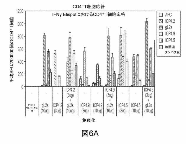 6199878-単純ヘルペスウイルス２型に対する核酸ワクチン：免疫応答を誘発する組成物及び方法 図000114