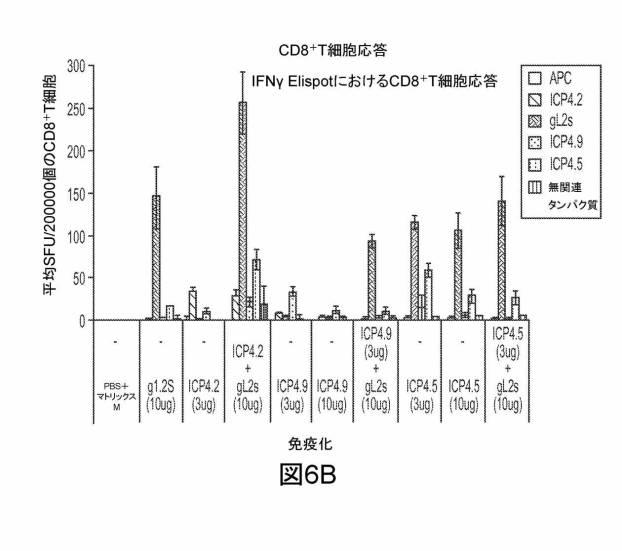 6199878-単純ヘルペスウイルス２型に対する核酸ワクチン：免疫応答を誘発する組成物及び方法 図000115