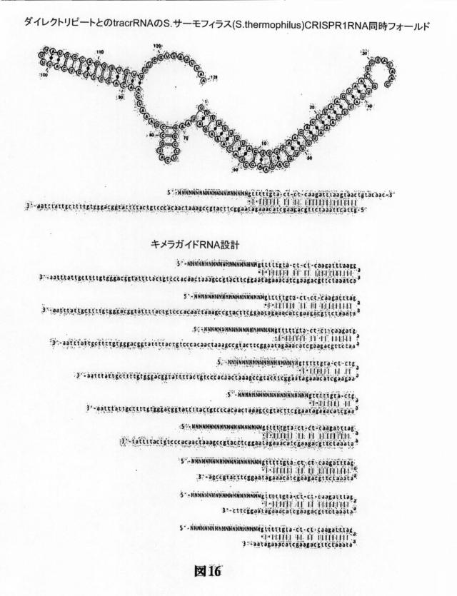 6203879-配列操作のための系、方法および最適化ガイド組成物のエンジニアリング 図000115