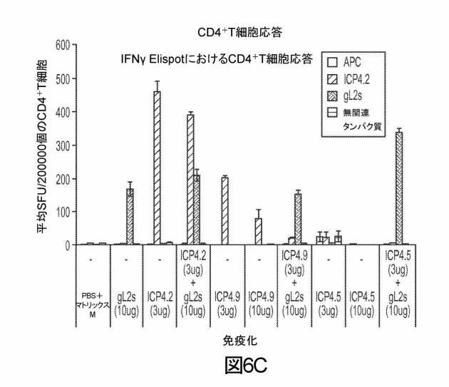 6199878-単純ヘルペスウイルス２型に対する核酸ワクチン：免疫応答を誘発する組成物及び方法 図000116