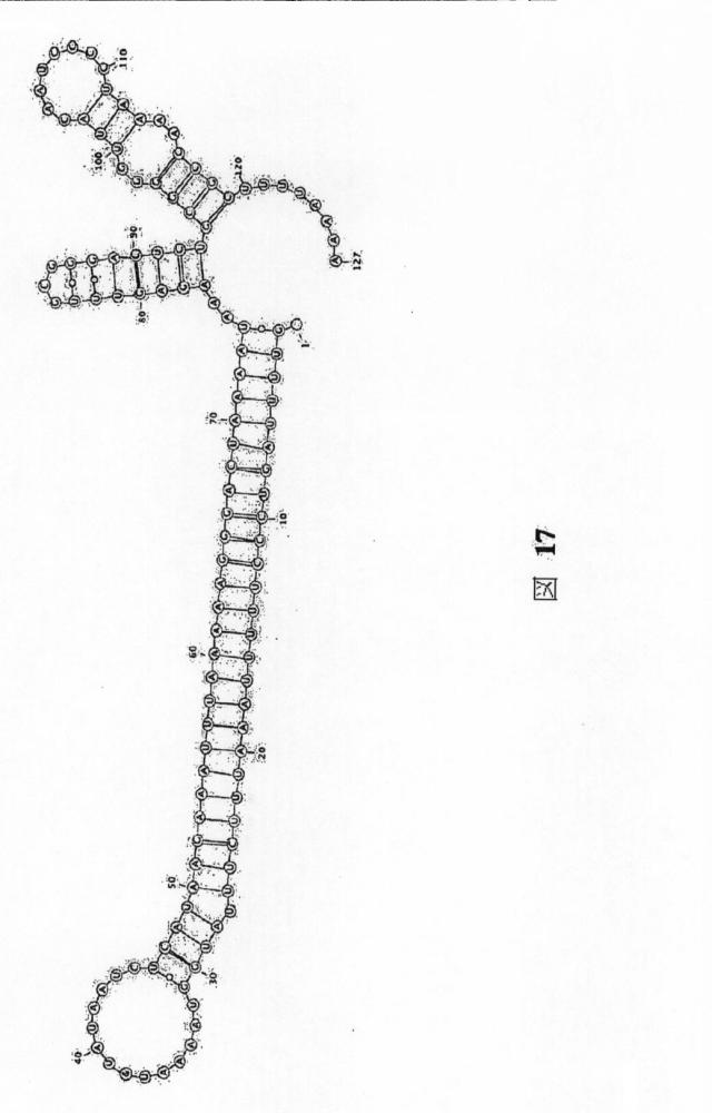 6203879-配列操作のための系、方法および最適化ガイド組成物のエンジニアリング 図000116