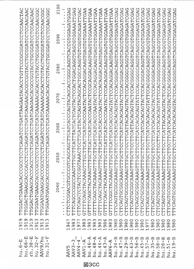 5797397-アデノ随伴ウイルス（ＡＡＶ）の同源系統群（クレイド）、配列、それらを含有するベクターおよびそれらの用途 図000117