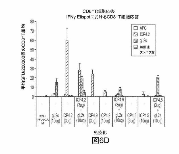 6199878-単純ヘルペスウイルス２型に対する核酸ワクチン：免疫応答を誘発する組成物及び方法 図000117