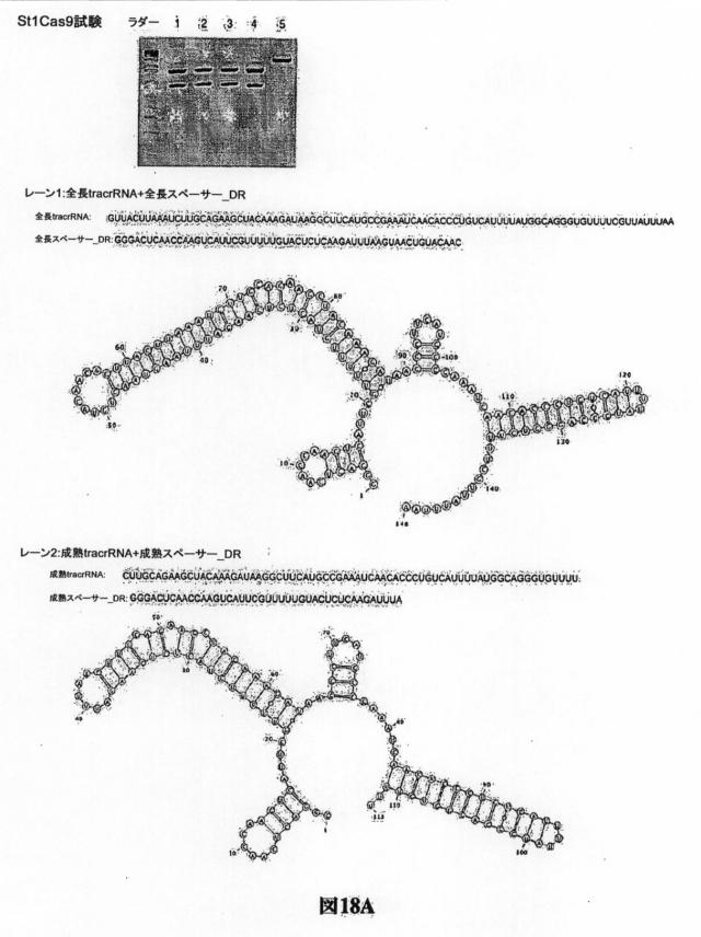 6203879-配列操作のための系、方法および最適化ガイド組成物のエンジニアリング 図000117