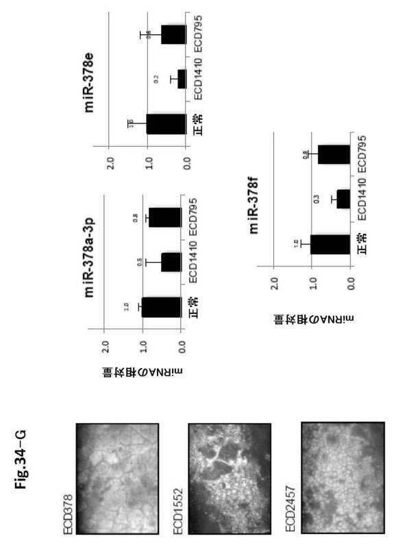 6954682-ヒト機能性角膜内皮細胞およびその応用 図000117