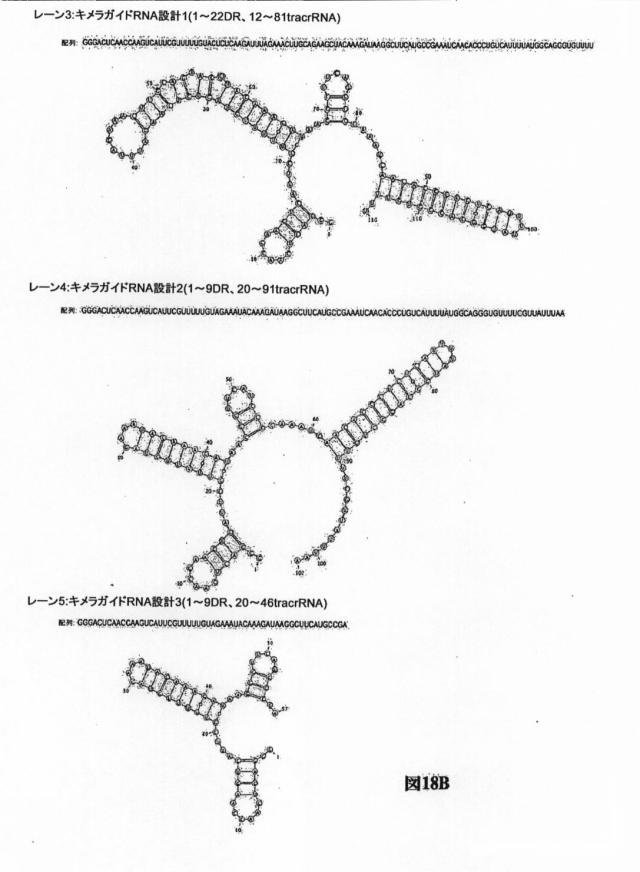 6203879-配列操作のための系、方法および最適化ガイド組成物のエンジニアリング 図000118