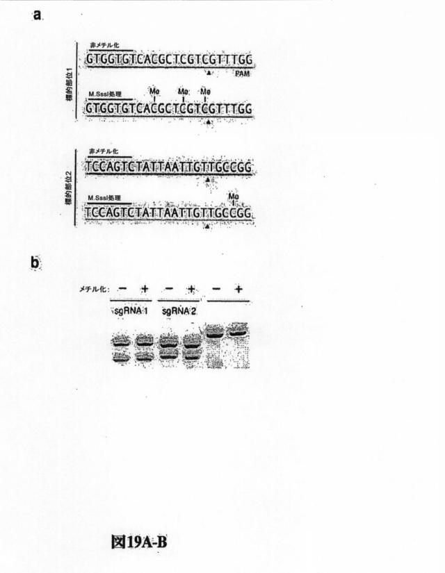 6203879-配列操作のための系、方法および最適化ガイド組成物のエンジニアリング 図000119