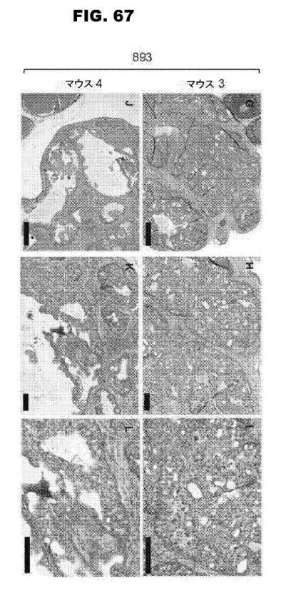 6853539-合成スフィンゴ脂質様分子、薬物、これらの合成方法、および処置方法 図000119