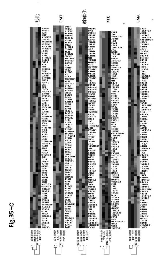 6954682-ヒト機能性角膜内皮細胞およびその応用 図000120