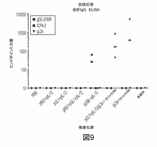 6199878-単純ヘルペスウイルス２型に対する核酸ワクチン：免疫応答を誘発する組成物及び方法 図000121