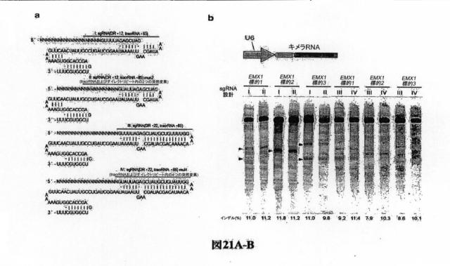 6203879-配列操作のための系、方法および最適化ガイド組成物のエンジニアリング 図000121