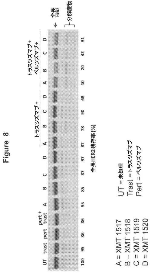 6853042-ＨＥＲ２エピトープに対するモノクローナル抗体及びその使用法 図000122
