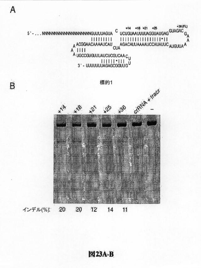 6203879-配列操作のための系、方法および最適化ガイド組成物のエンジニアリング 図000123