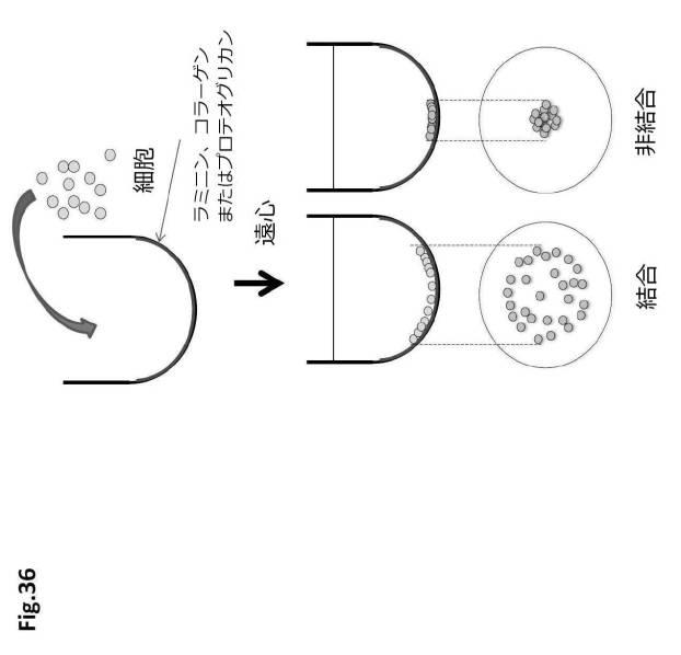 6954682-ヒト機能性角膜内皮細胞およびその応用 図000123