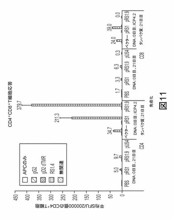 6199878-単純ヘルペスウイルス２型に対する核酸ワクチン：免疫応答を誘発する組成物及び方法 図000124