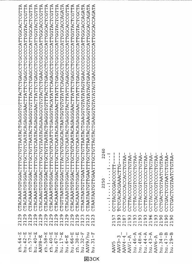 5797397-アデノ随伴ウイルス（ＡＡＶ）の同源系統群（クレイド）、配列、それらを含有するベクターおよびそれらの用途 図000125