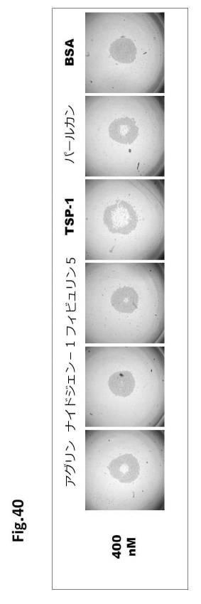 6954682-ヒト機能性角膜内皮細胞およびその応用 図000127