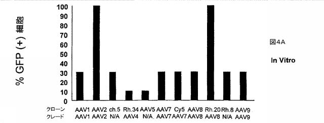 5797397-アデノ随伴ウイルス（ＡＡＶ）の同源系統群（クレイド）、配列、それらを含有するベクターおよびそれらの用途 図000129