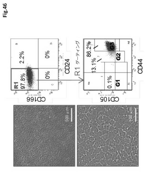 6954682-ヒト機能性角膜内皮細胞およびその応用 図000133