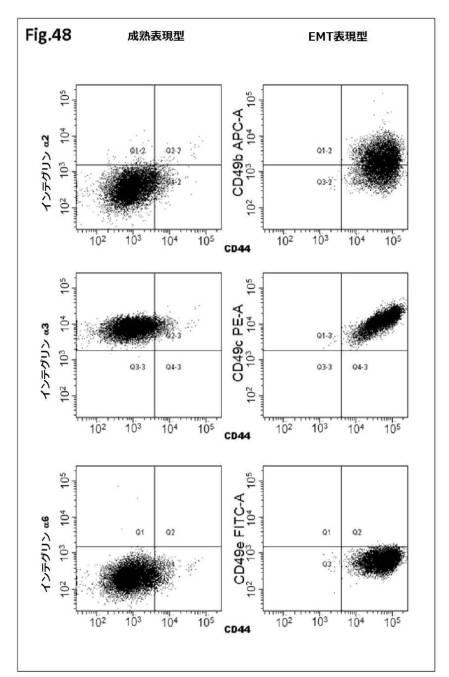 6954682-ヒト機能性角膜内皮細胞およびその応用 図000135