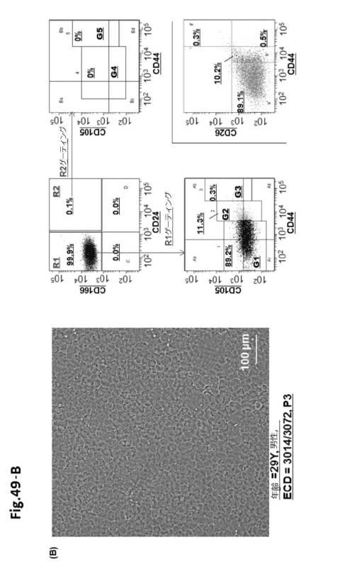 6954682-ヒト機能性角膜内皮細胞およびその応用 図000137