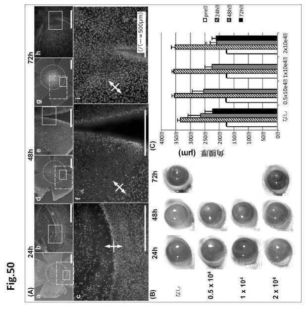 6954682-ヒト機能性角膜内皮細胞およびその応用 図000138