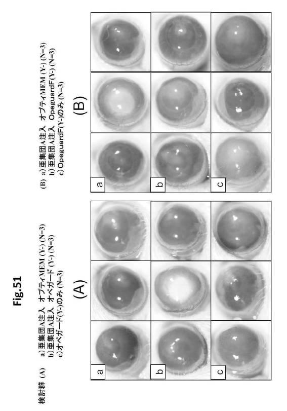 6954682-ヒト機能性角膜内皮細胞およびその応用 図000139