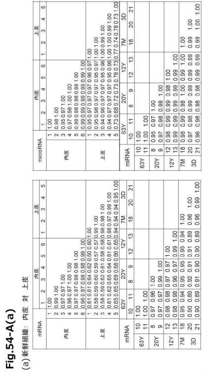 6954682-ヒト機能性角膜内皮細胞およびその応用 図000142