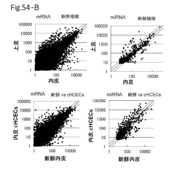 6954682-ヒト機能性角膜内皮細胞およびその応用 図000144