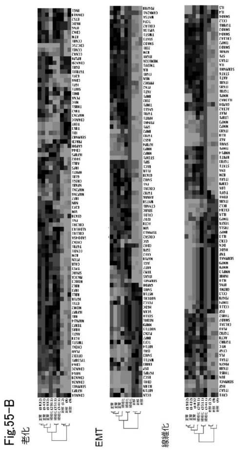 6954682-ヒト機能性角膜内皮細胞およびその応用 図000146