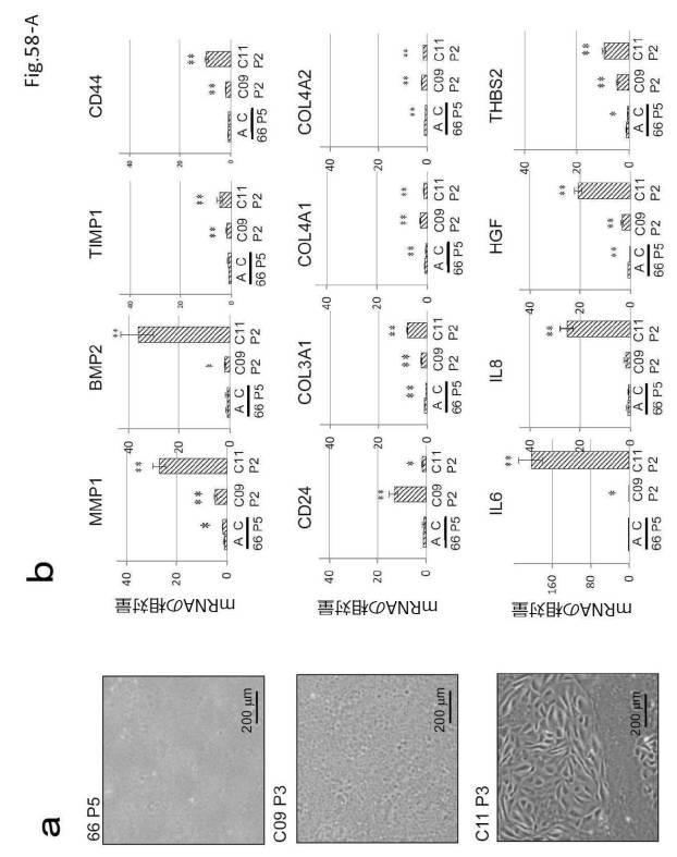 6954682-ヒト機能性角膜内皮細胞およびその応用 図000151