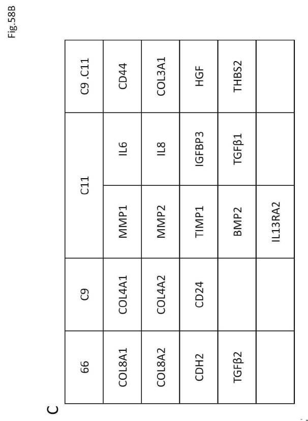 6954682-ヒト機能性角膜内皮細胞およびその応用 図000152