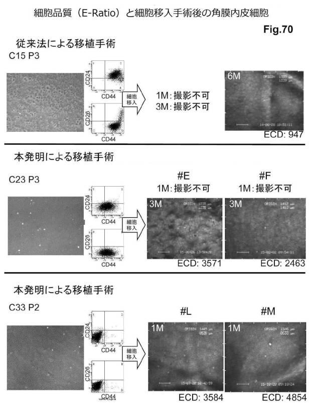 6954682-ヒト機能性角膜内皮細胞およびその応用 図000169