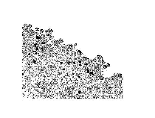 WO2018211936-ＣＣＲ４阻害による制御性Ｔ細胞浸潤抑制法およびイヌの腫瘍性疾患の治療法 図000002